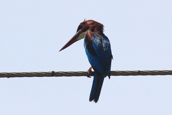 White-throated Kingfisher